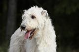 IRISH WOLFHOUND 109